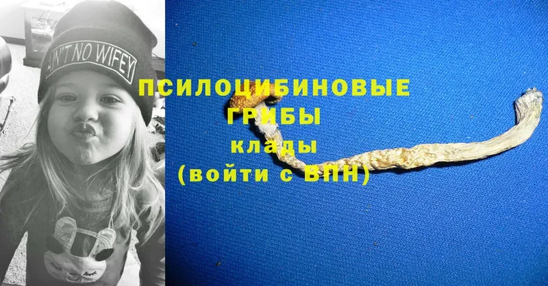 Псилоцибиновые грибы Psilocybe  Верхний Тагил 